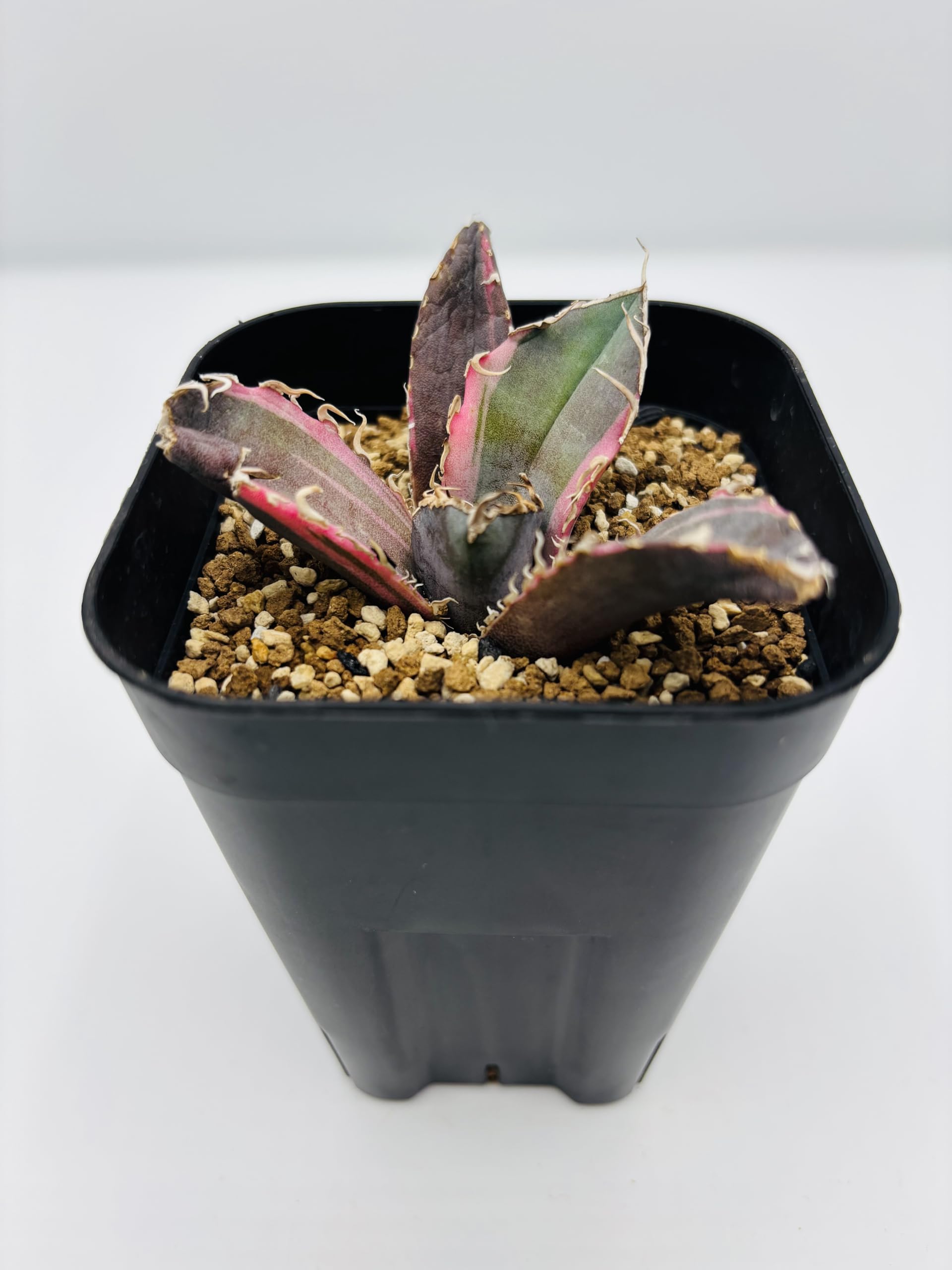 Amazon｜アガベ チタノタ 白鯨 (ハクゲイ)/ Agave titanota 'White